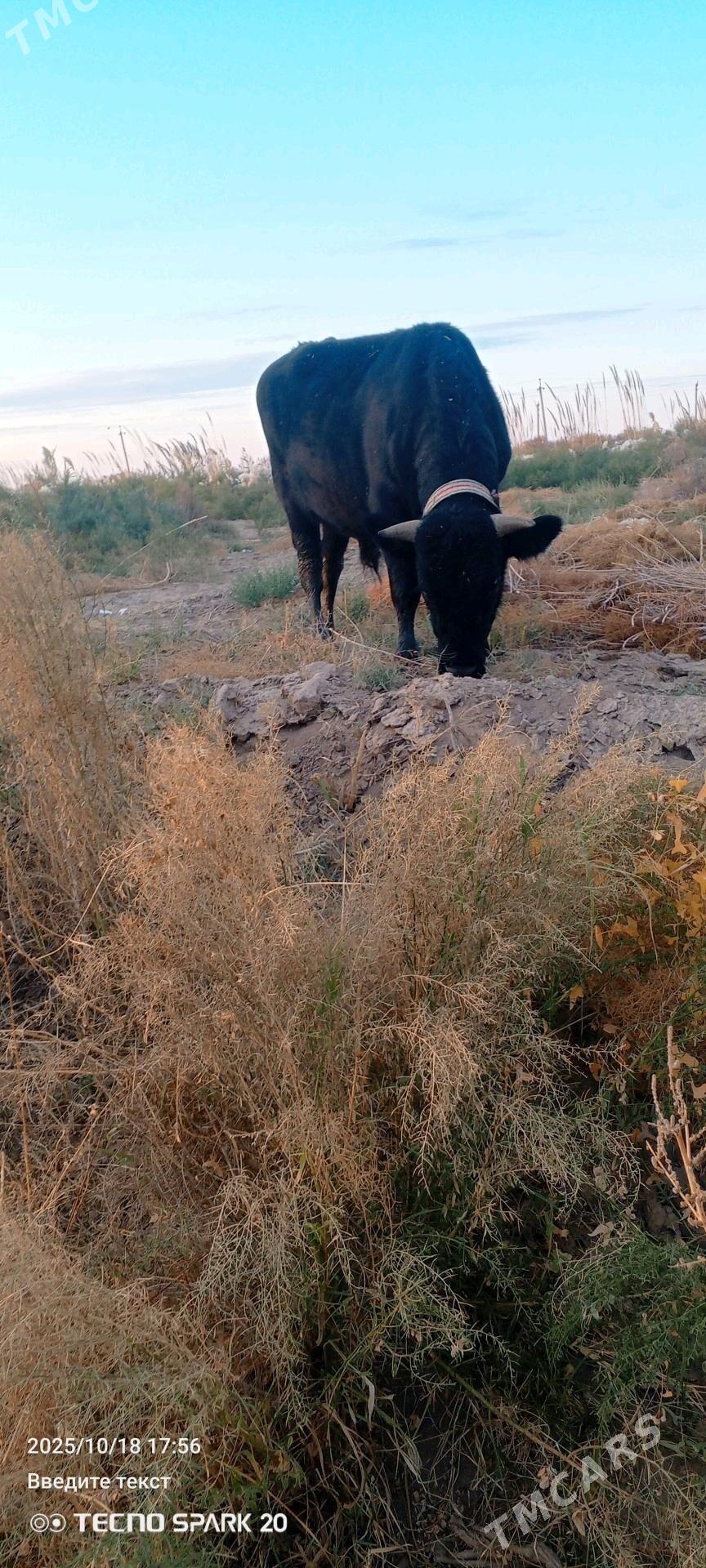 arasa galsteyin okiz - Görogly (Tagta) - img 2