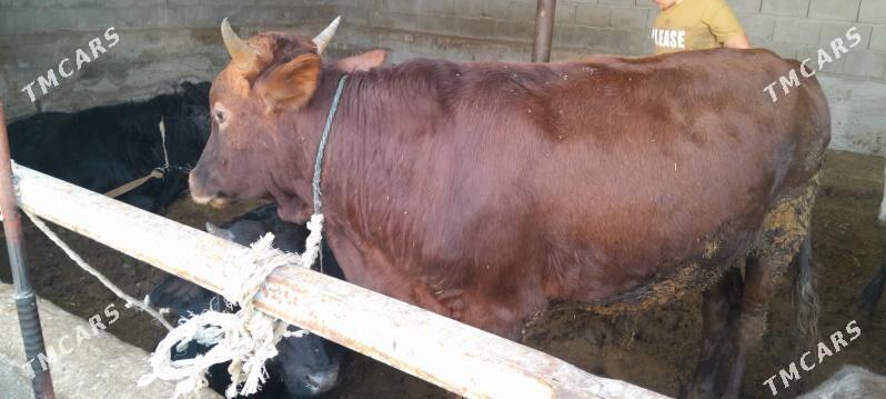 okuz - Änew - img 5