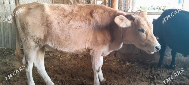 okuz - Änew - img 4