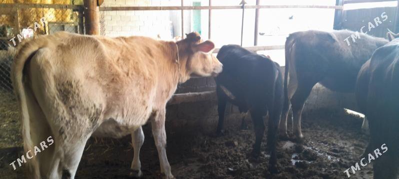 okuz - Änew - img 2