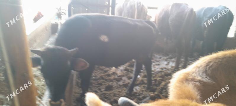 okuz - Änew - img 1