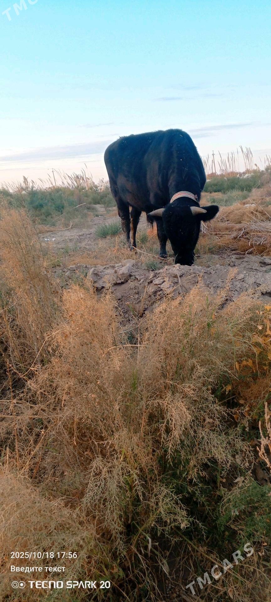 arasa galsteyin okiz - Görogly (Tagta) - img 1