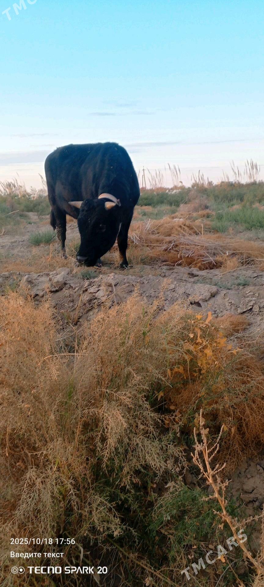 arasa galsteyin okiz - Görogly (Tagta) - img 3