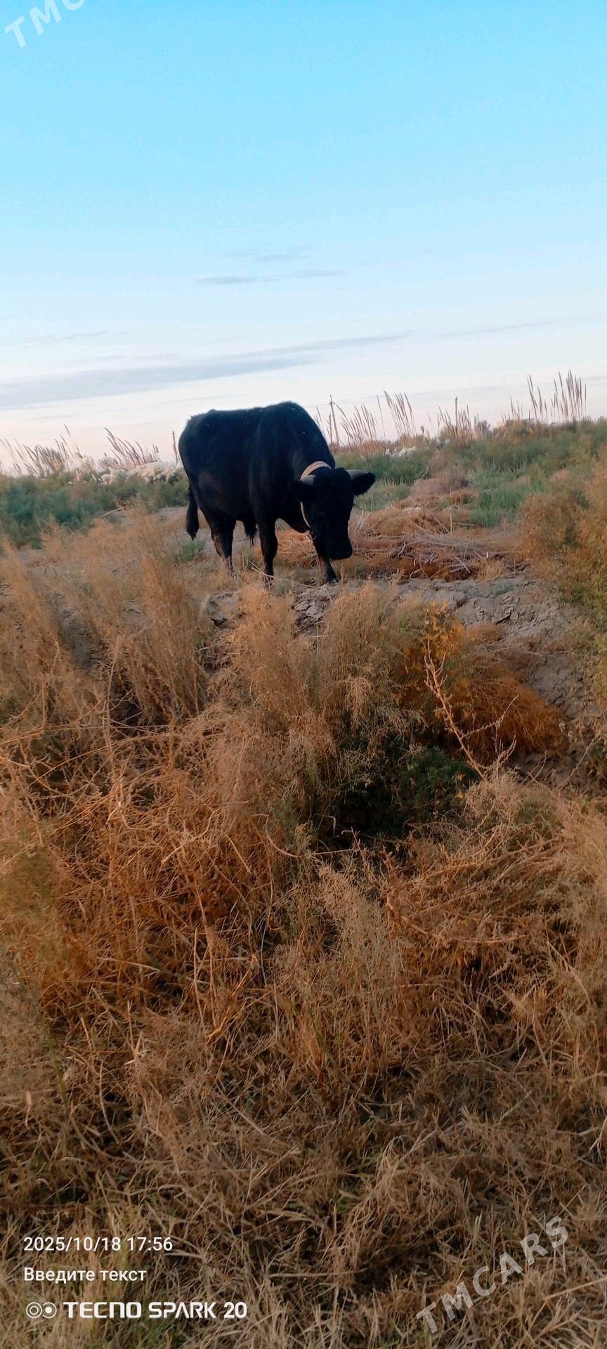 arasa galsteyin okiz - Görogly (Tagta) - img 4