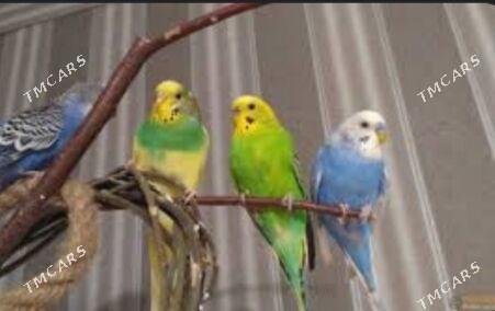 Клетка попугай гушлар ун - Ашхабад - img 3