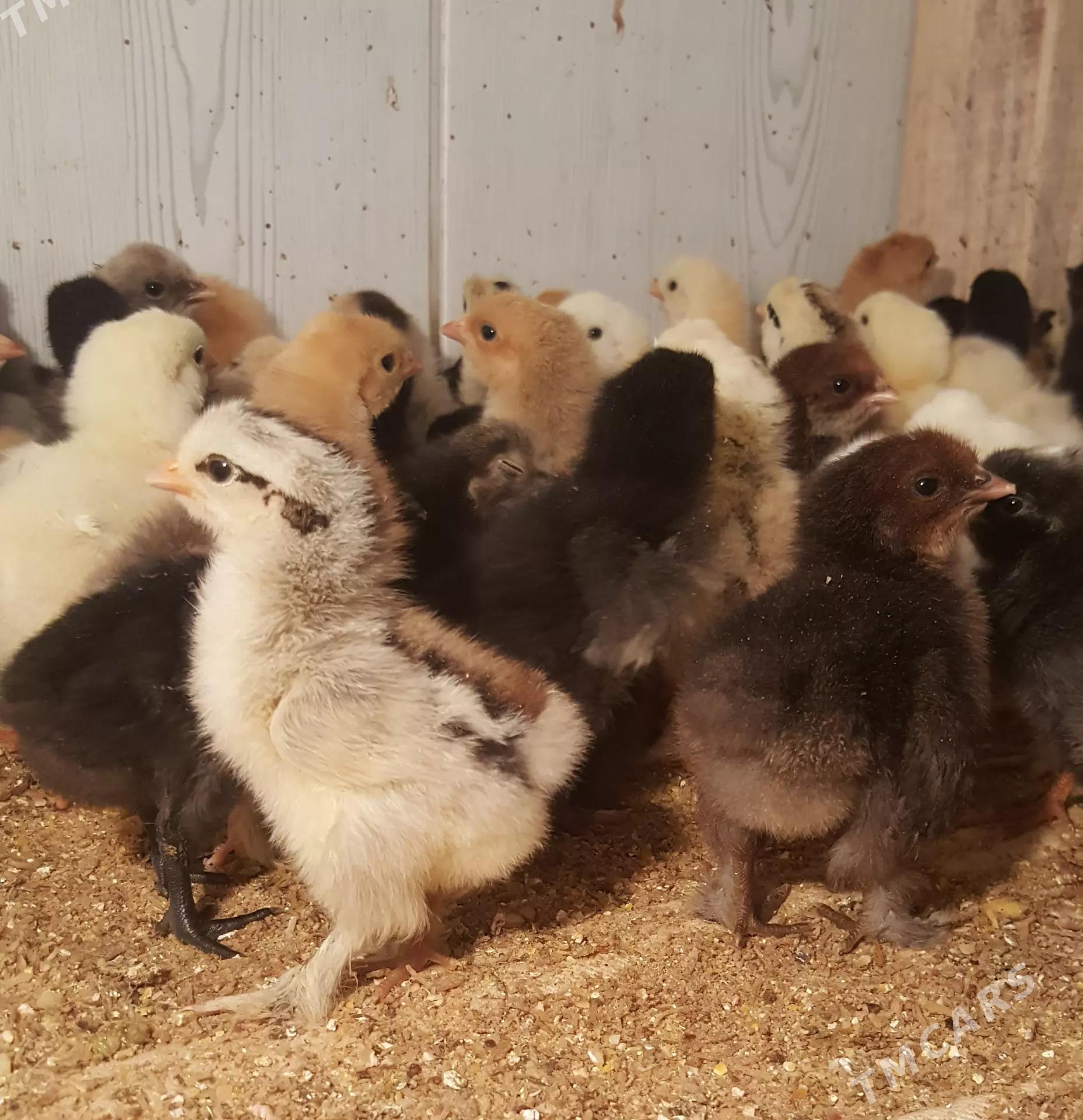 Balgar juyje - Howdan "W" - img 2