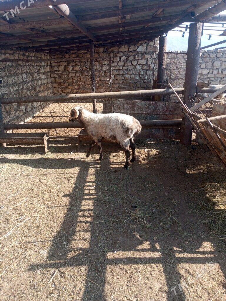 goç - Балканабат - img 3