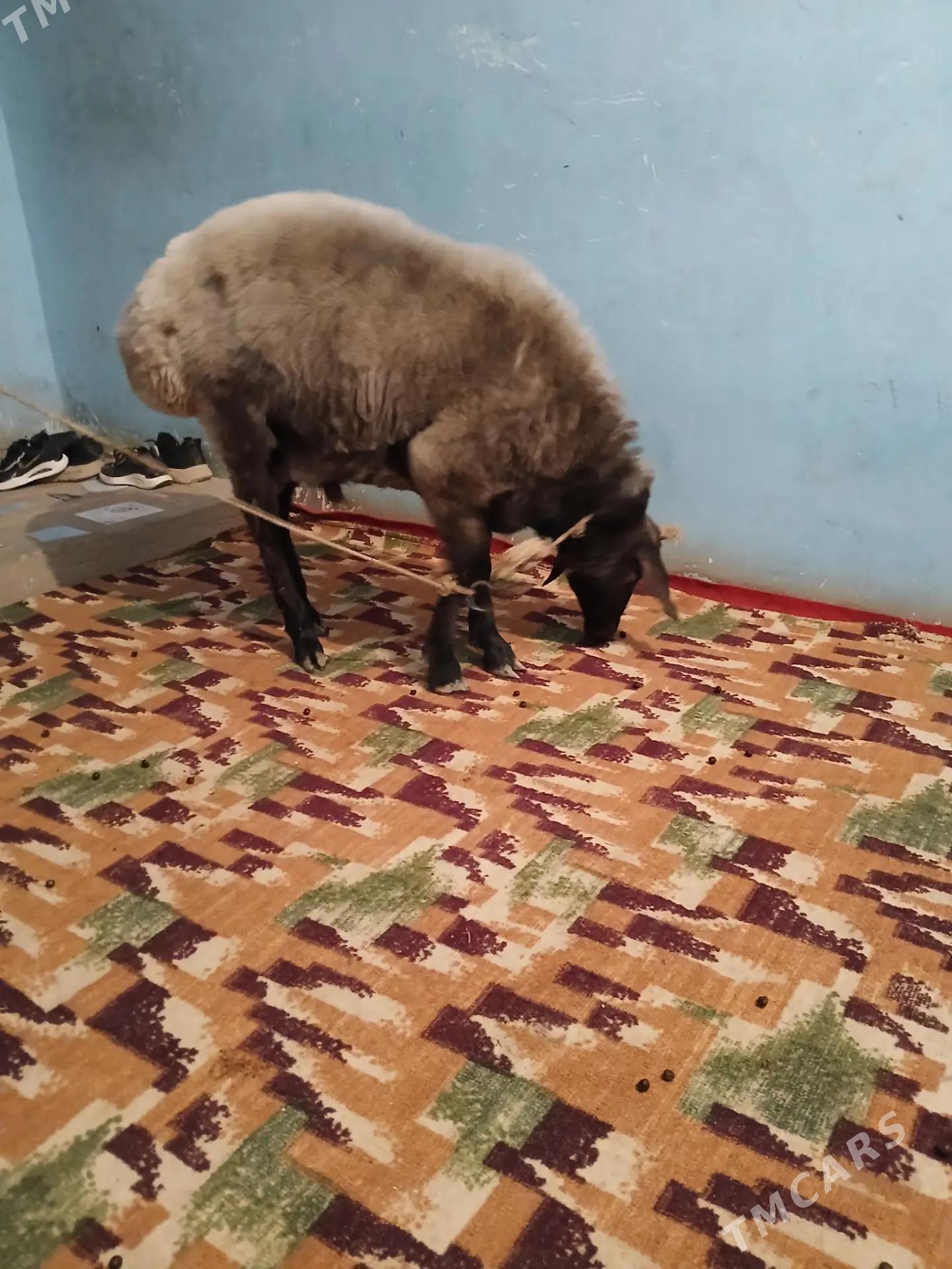 goc - Дашогуз - img 2