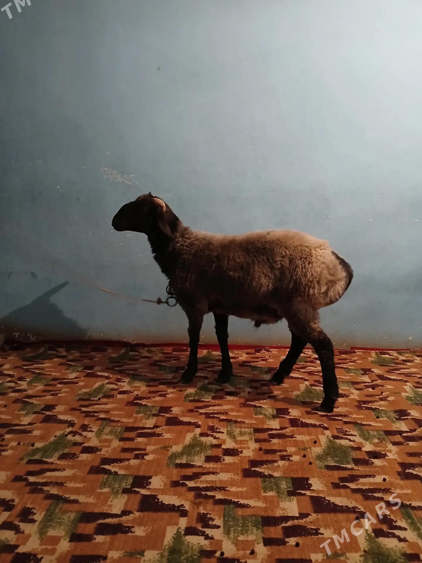 goc - Дашогуз - img 3