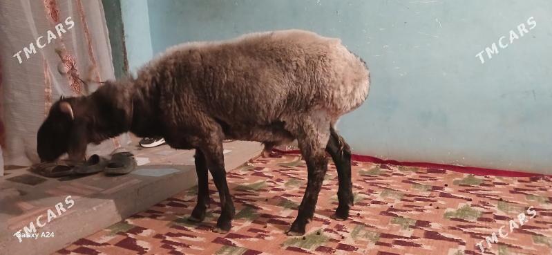 goc - Дашогуз - img 4