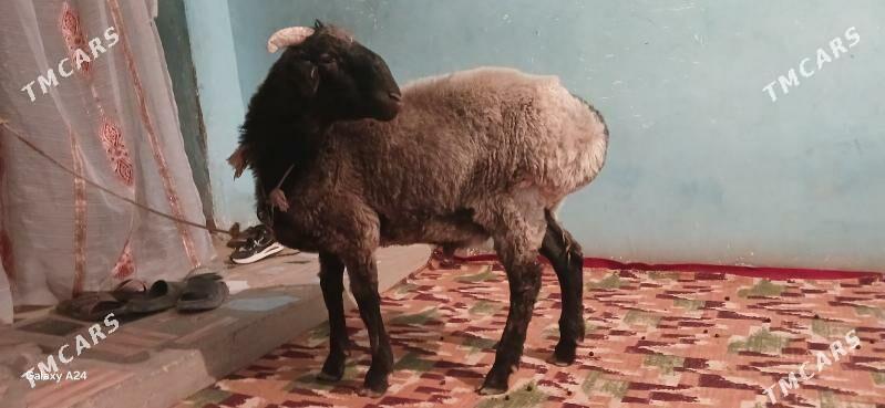 goc - Дашогуз - img 5