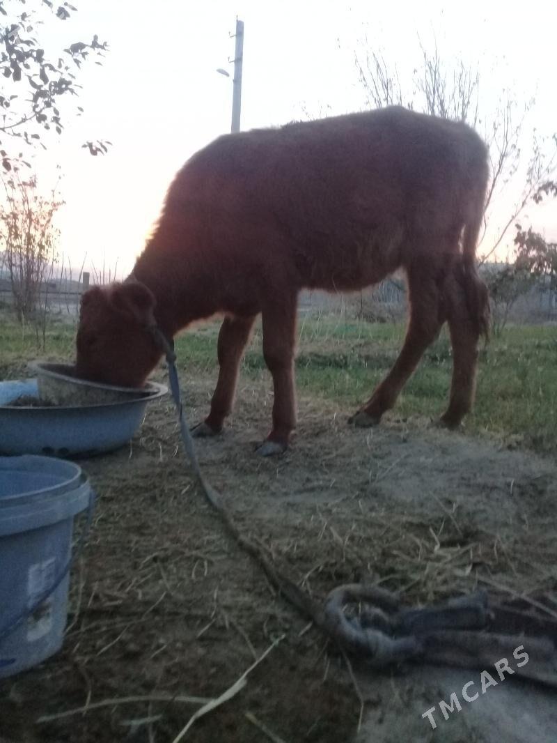 tuwe - Bäherden - img 1