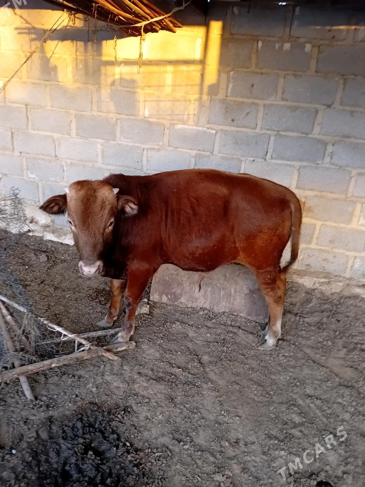 öküzçe - Эсенгулы - img 4