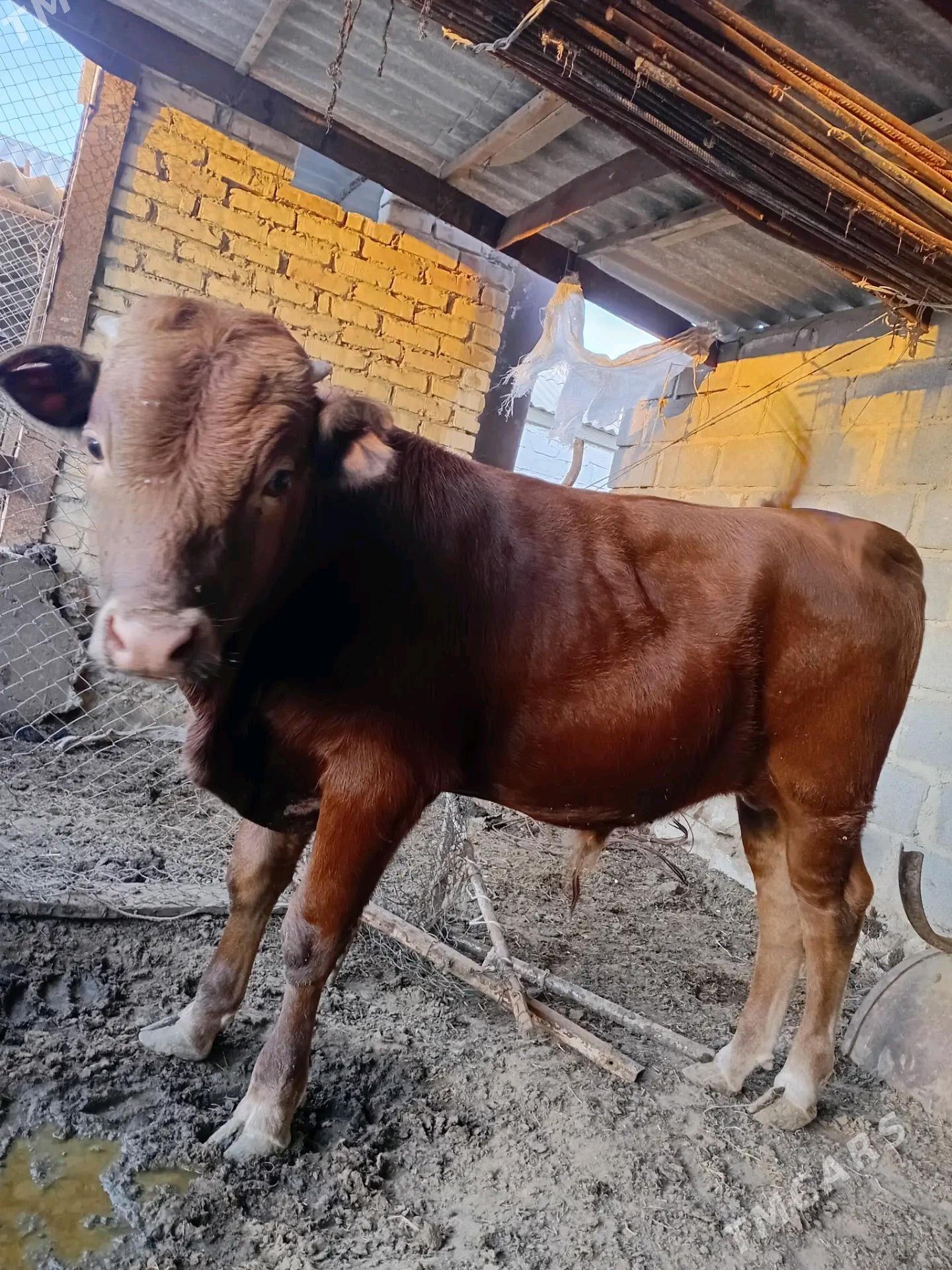 öküzçe - Эсенгулы - img 2