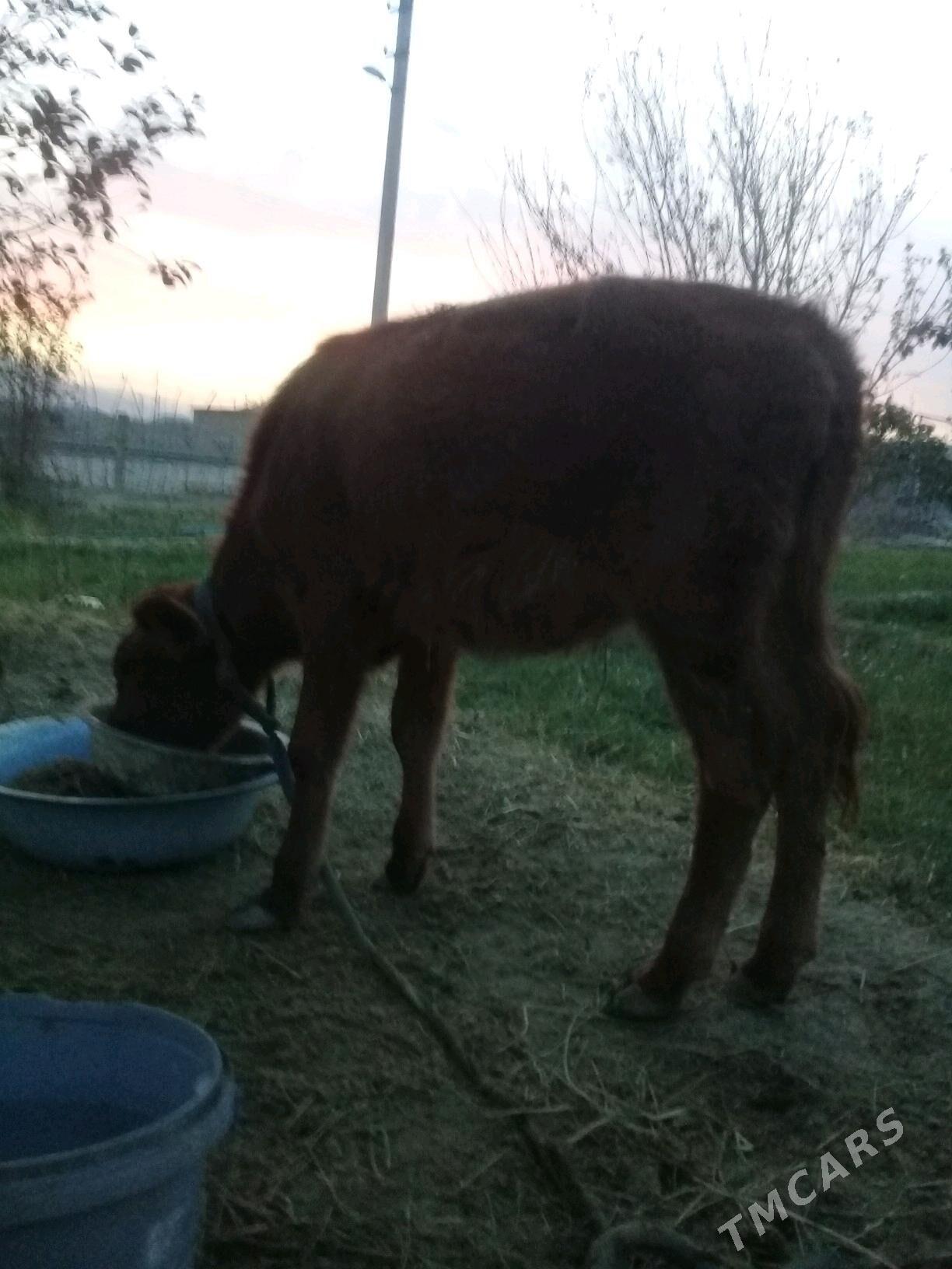 tuwe - Bäherden - img 3