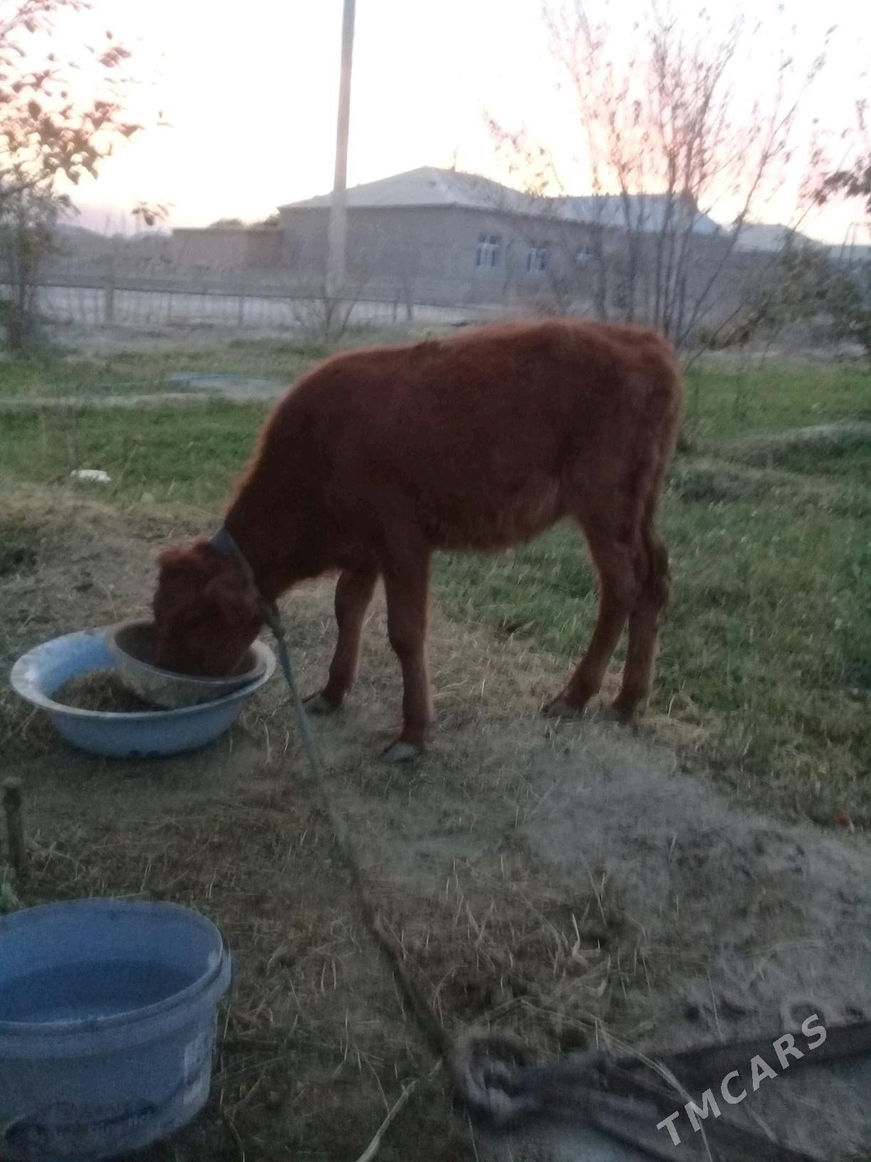 tuwe - Bäherden - img 2