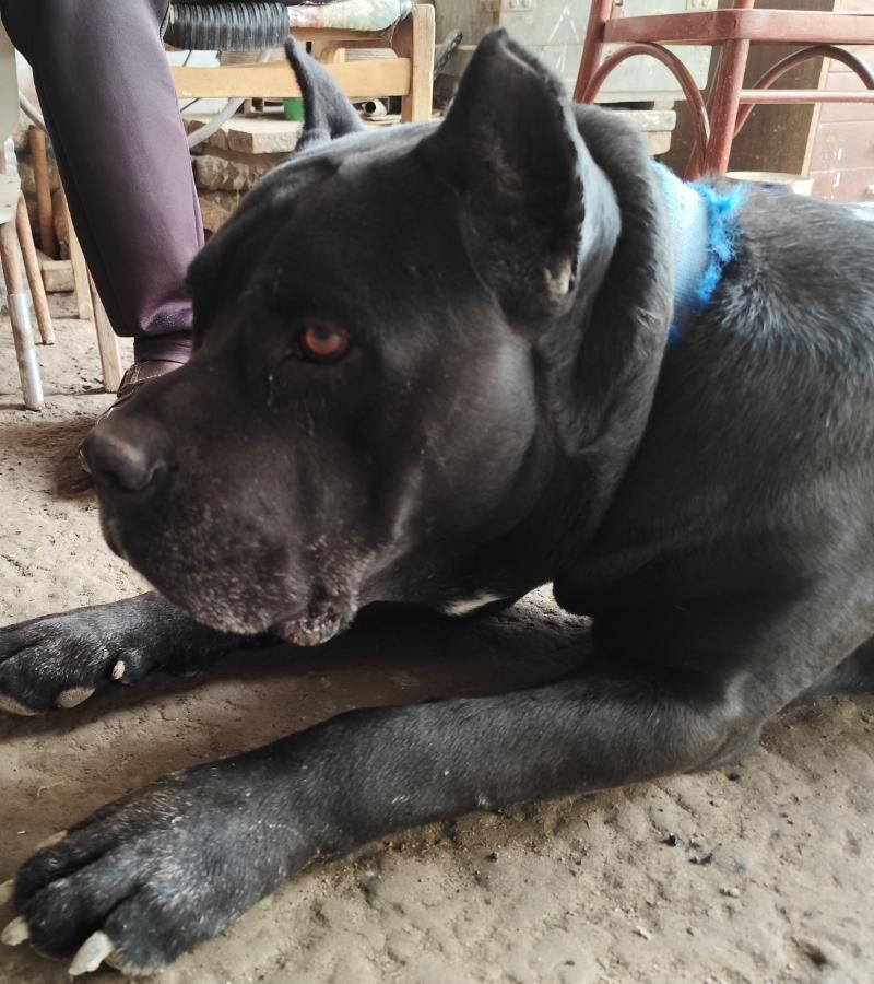 Кане Корса щенки - Туркменабат - img 6