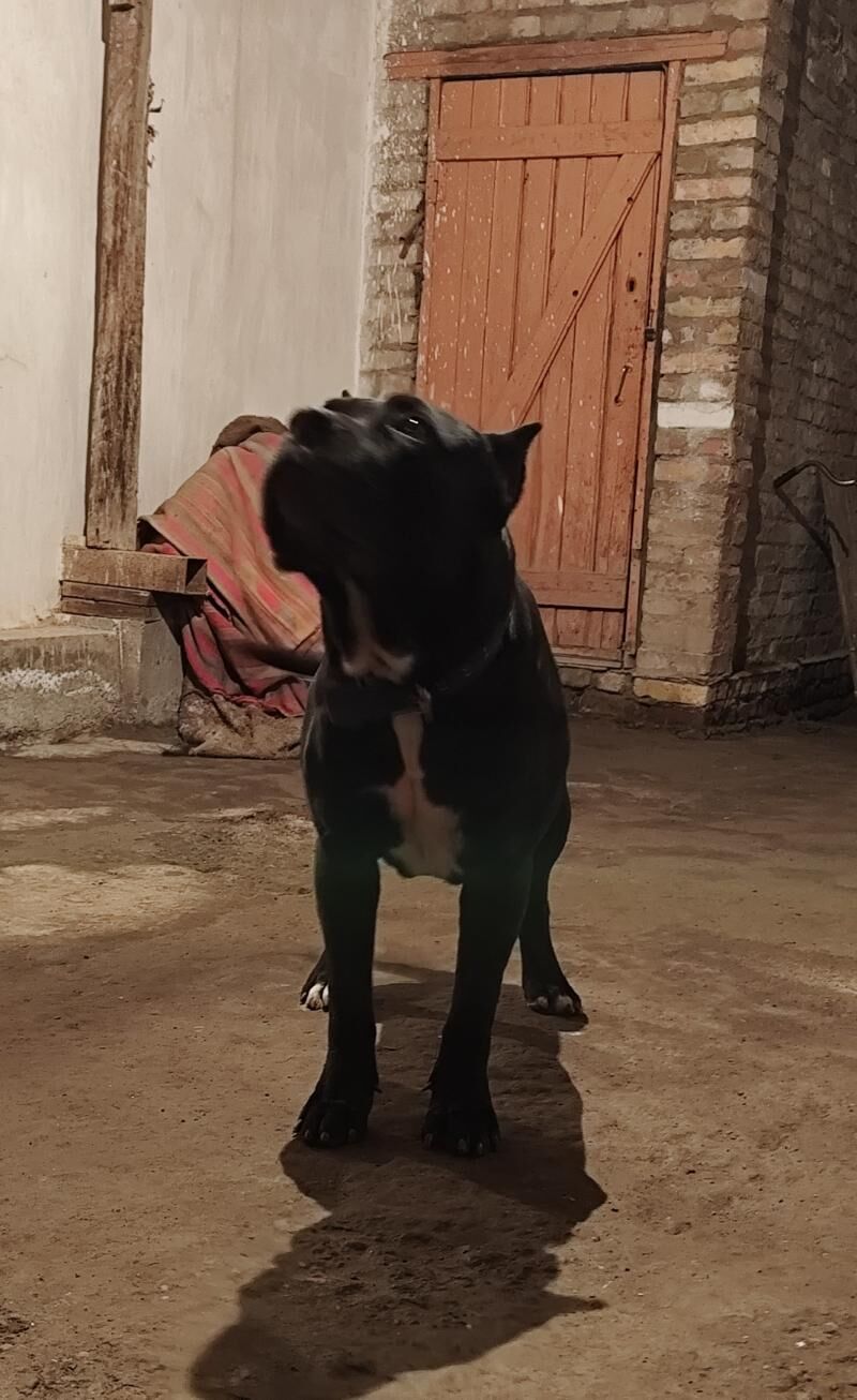 Кане Корса щенки - Туркменабат - img 5