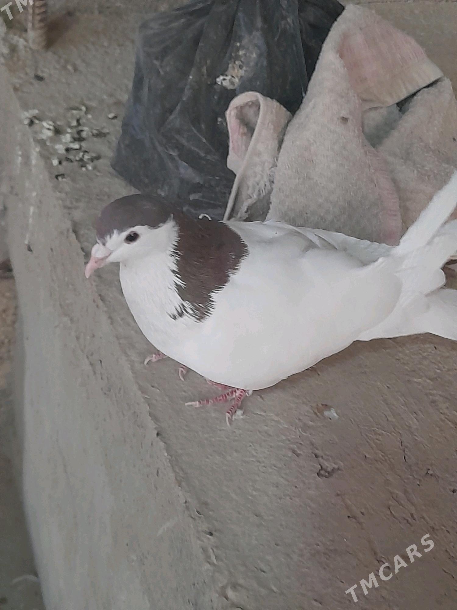 Kepderi - Tejen - img 1