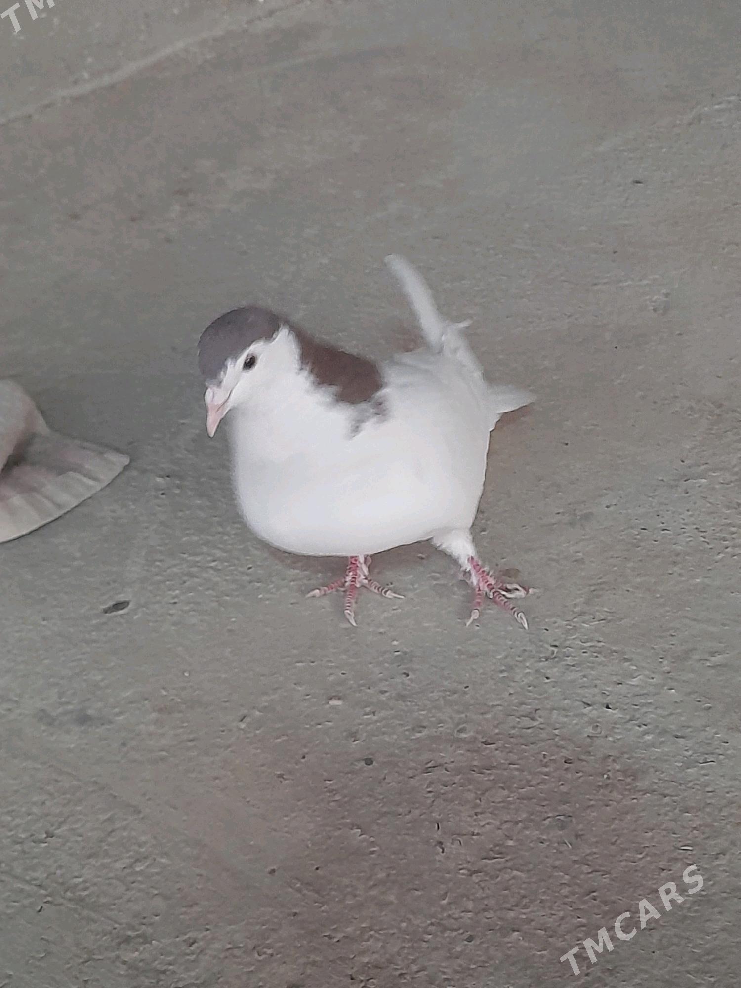 Kepderi - Tejen - img 2