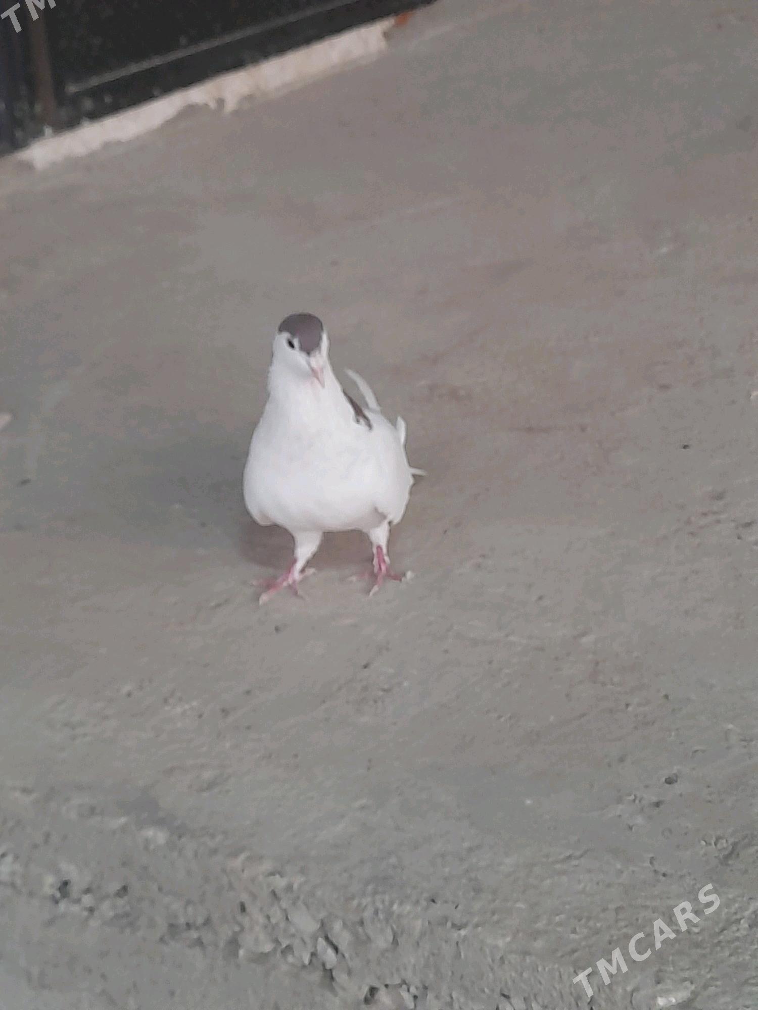 Kepderi - Tejen - img 4