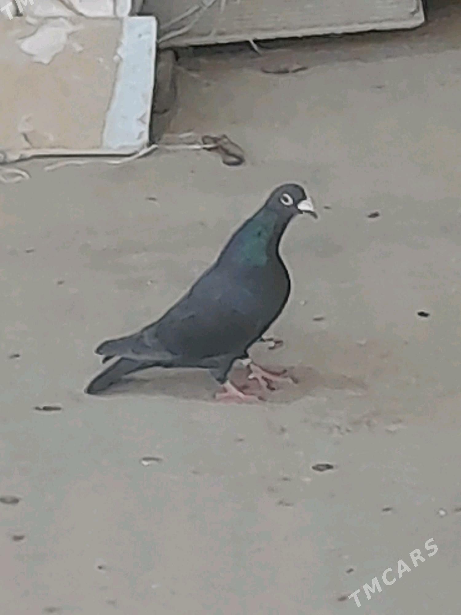 Kepderi - Tejen - img 5