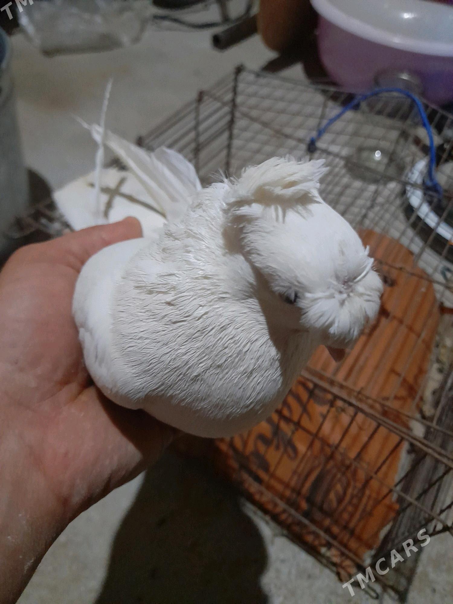 Kepderi - Tejen - img 7