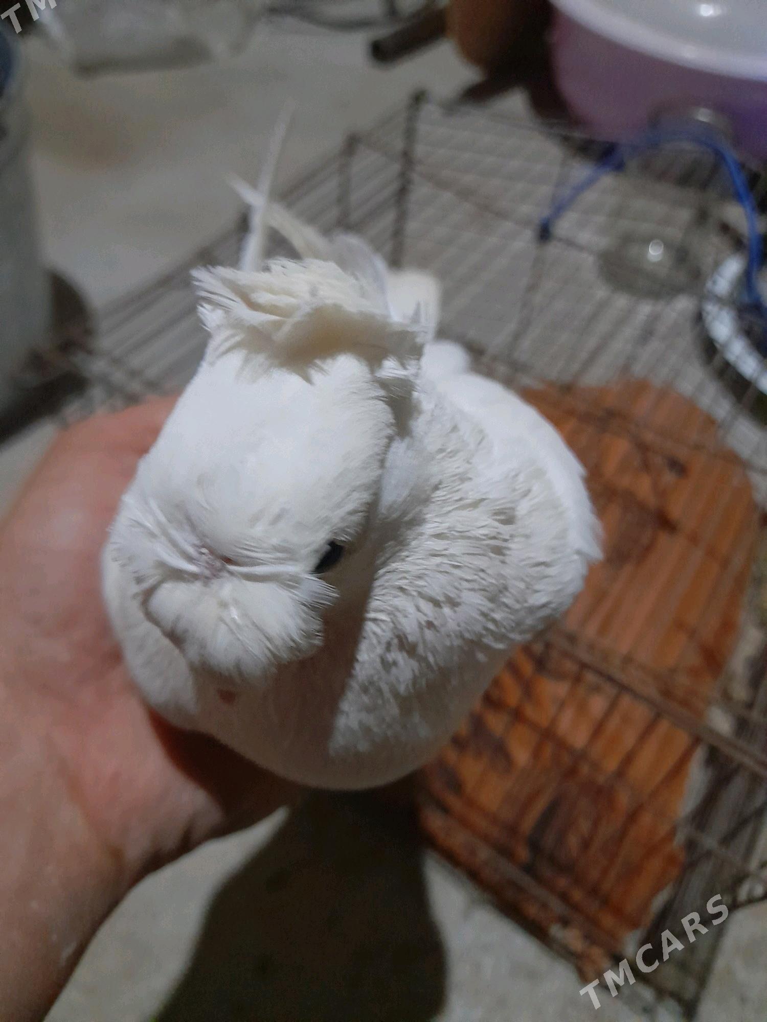 Kepderi - Tejen - img 6