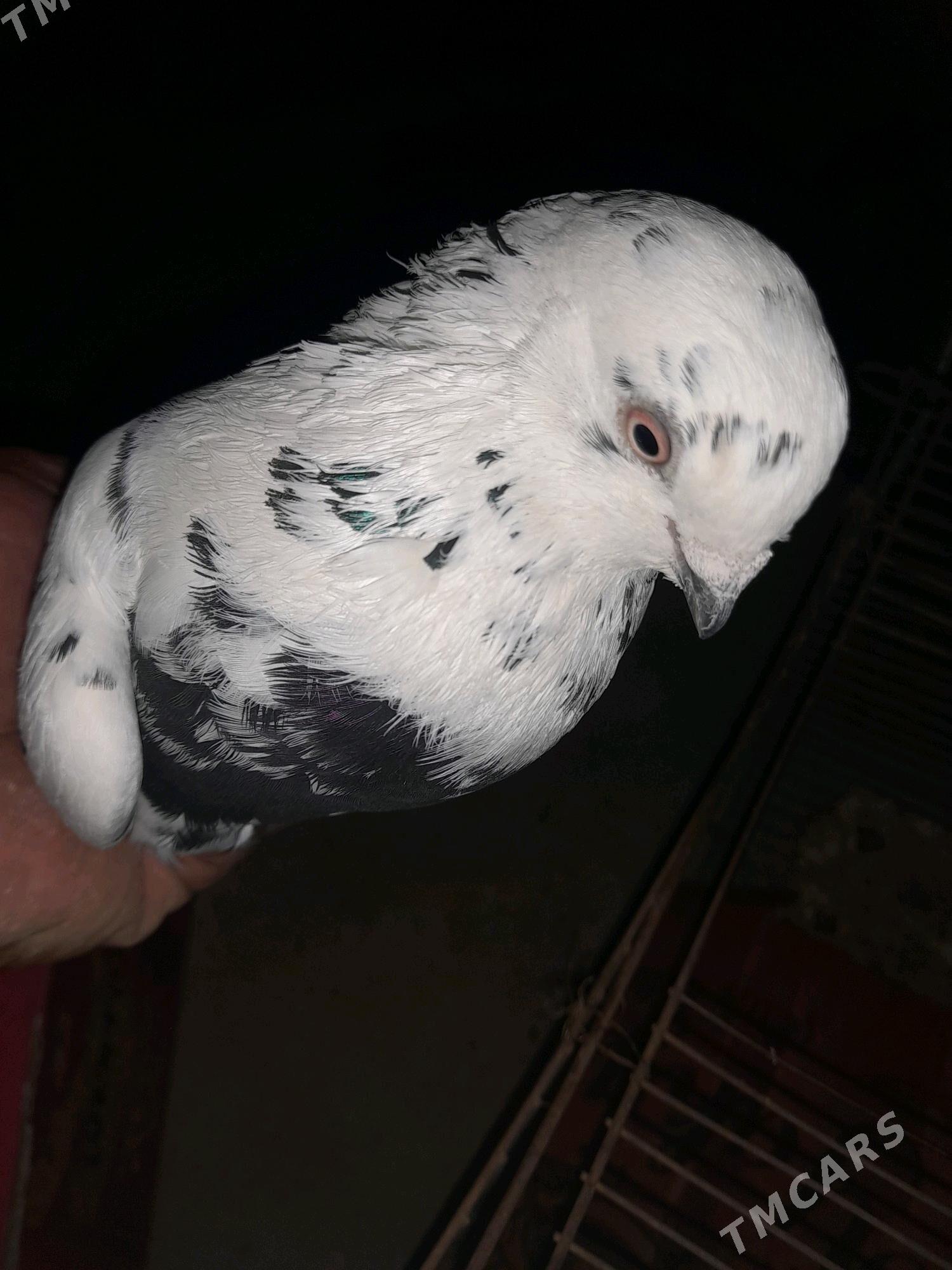 Kepderi - Tejen - img 8