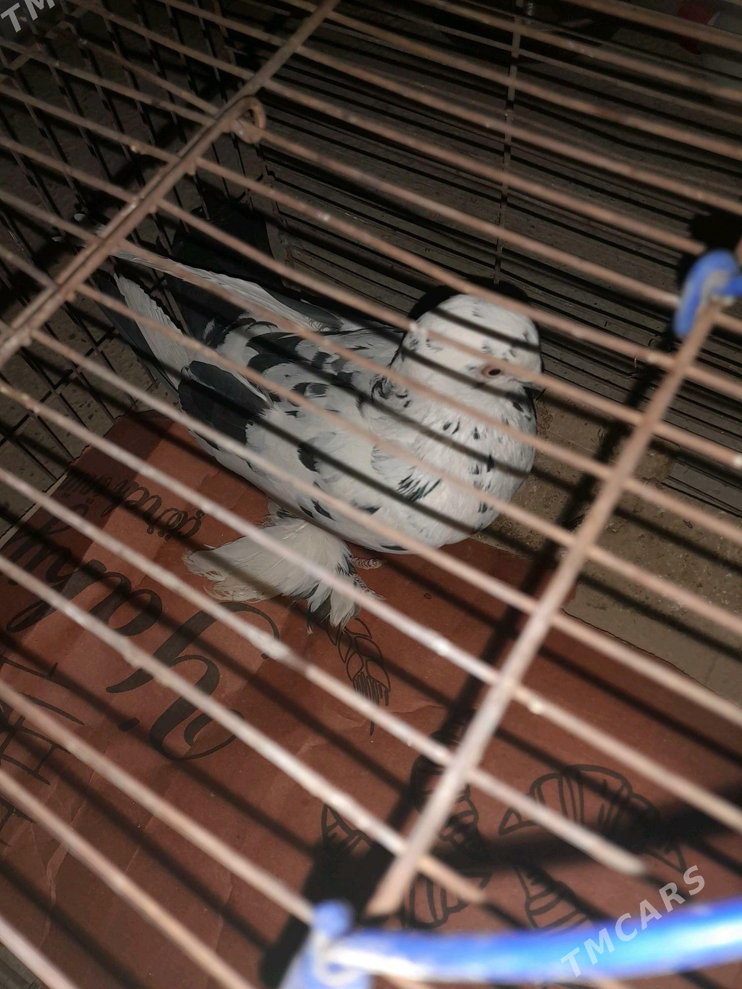 Kepderi - Tejen - img 9