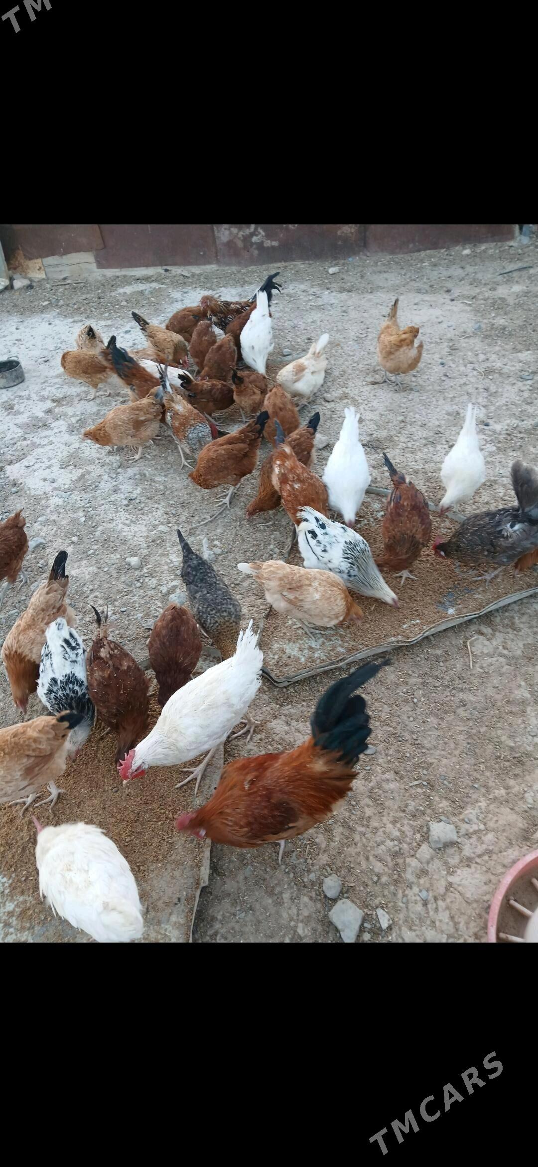 9 Aylyk Towuklar - Gyzylarbat - img 4
