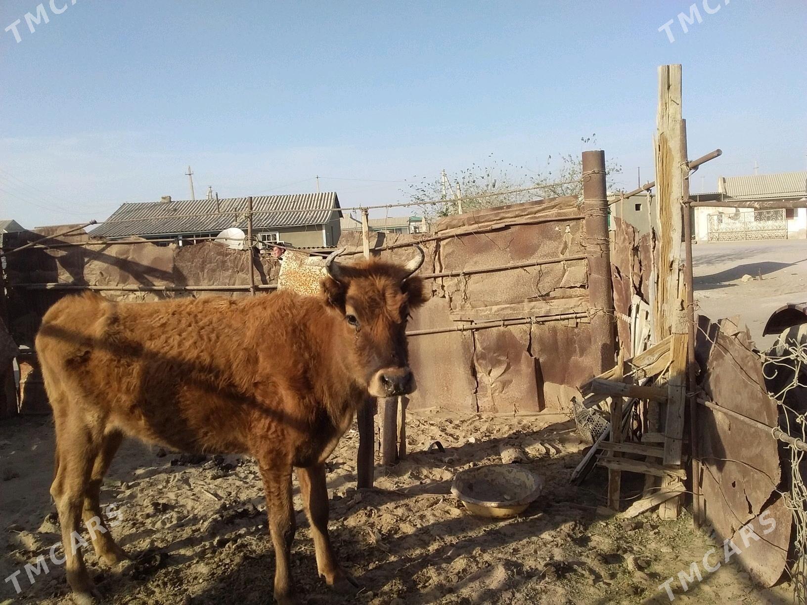 Sygyr - Esenguly - img 2