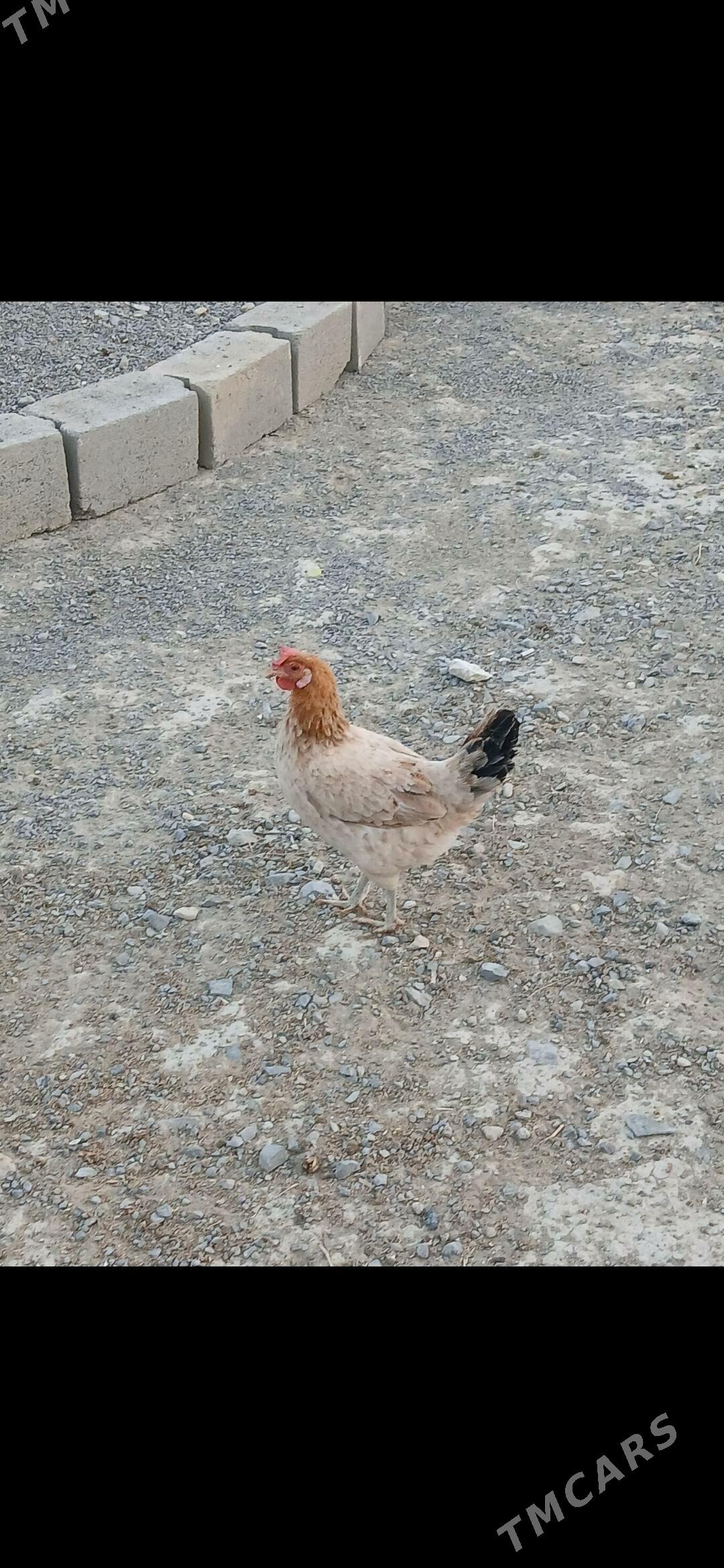 9 Aylyk Towuklar - Gyzylarbat - img 3