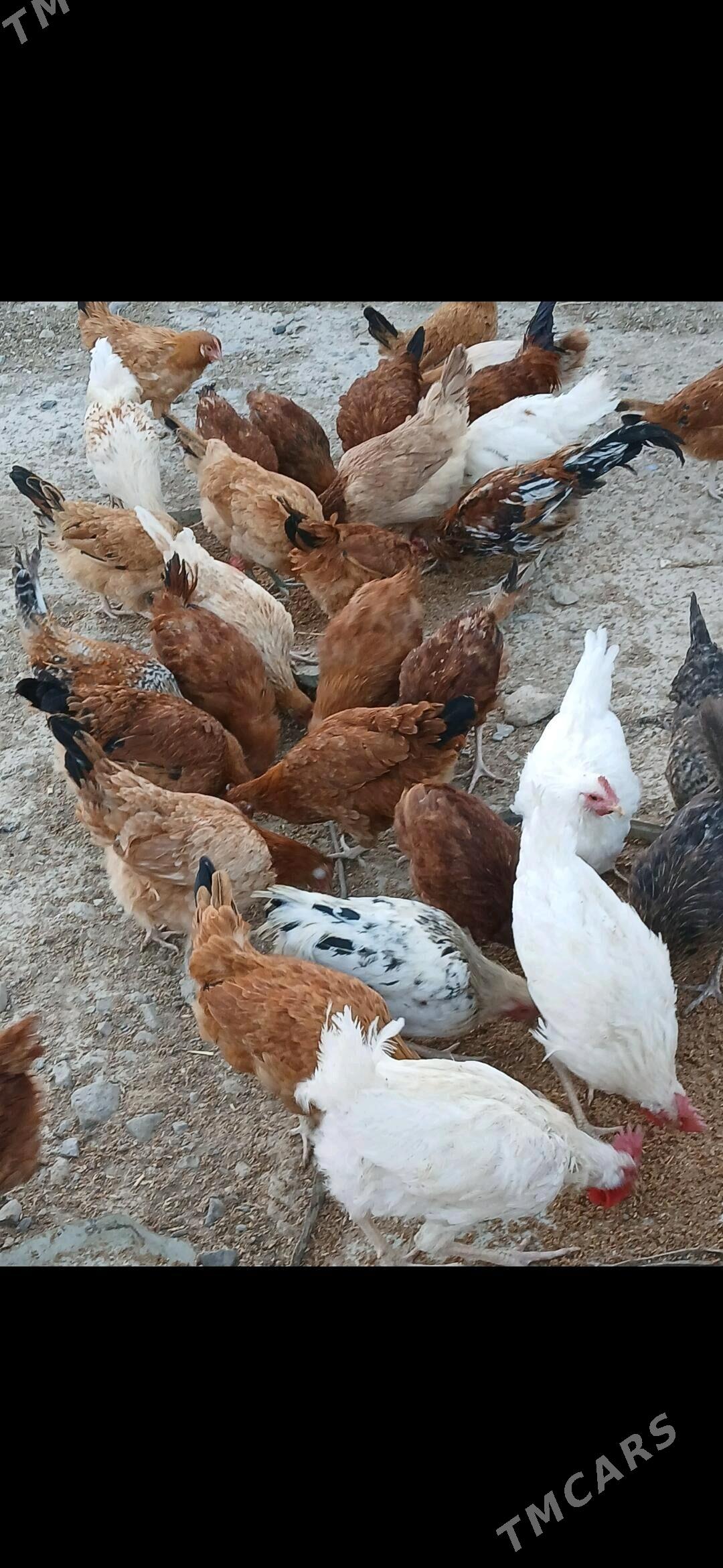 9 Aylyk Towuklar - Gyzylarbat - img 1