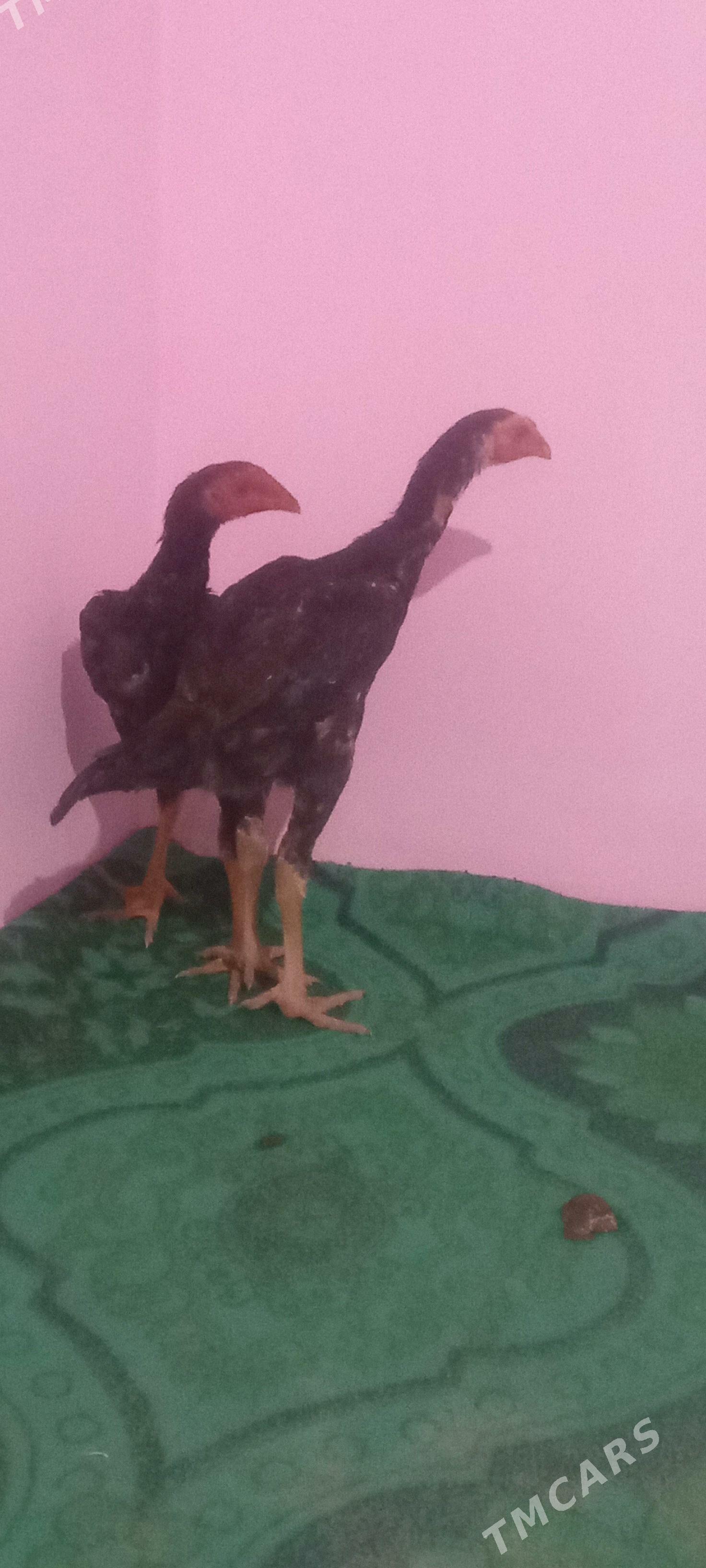 Horaz Paroda - Шабатский этрап - img 1