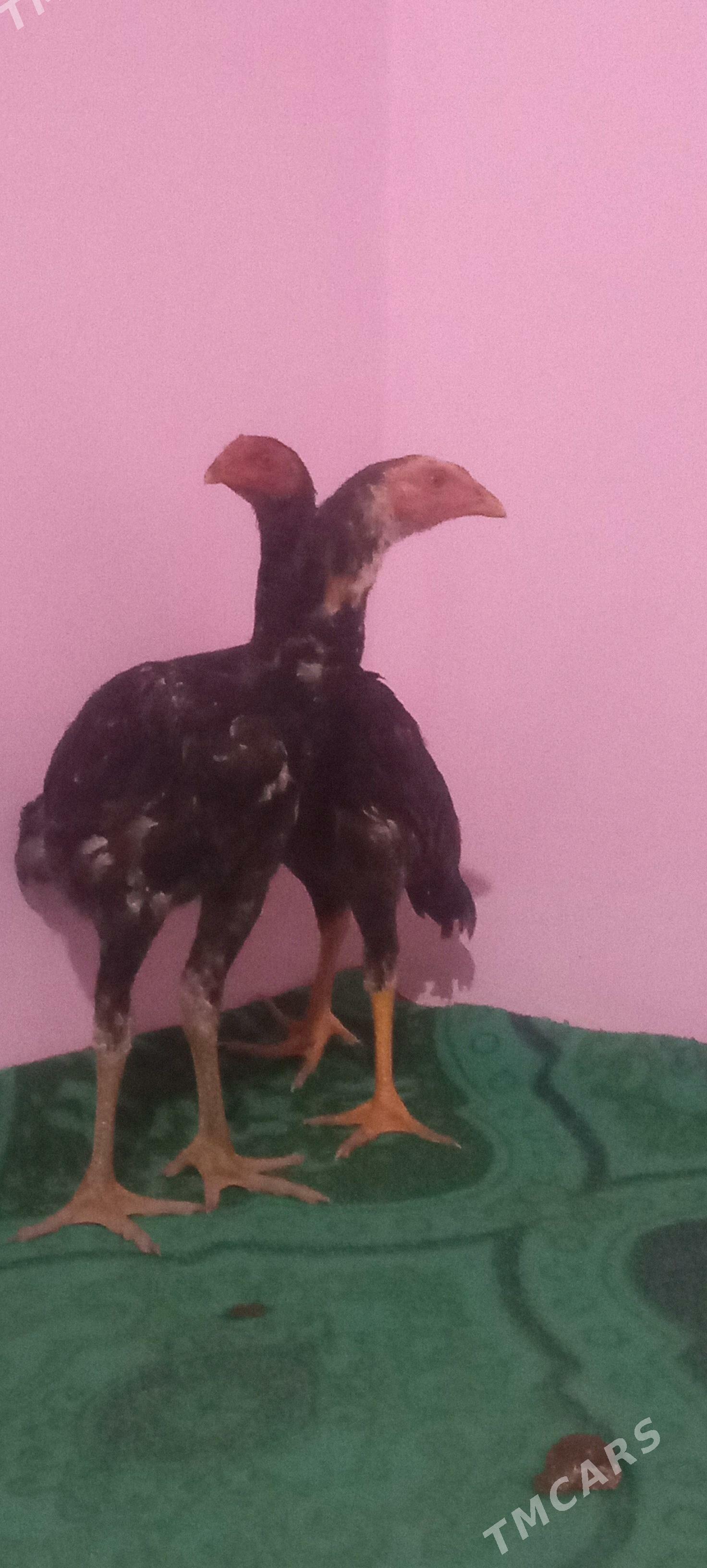 Horaz Paroda - Шабатский этрап - img 2