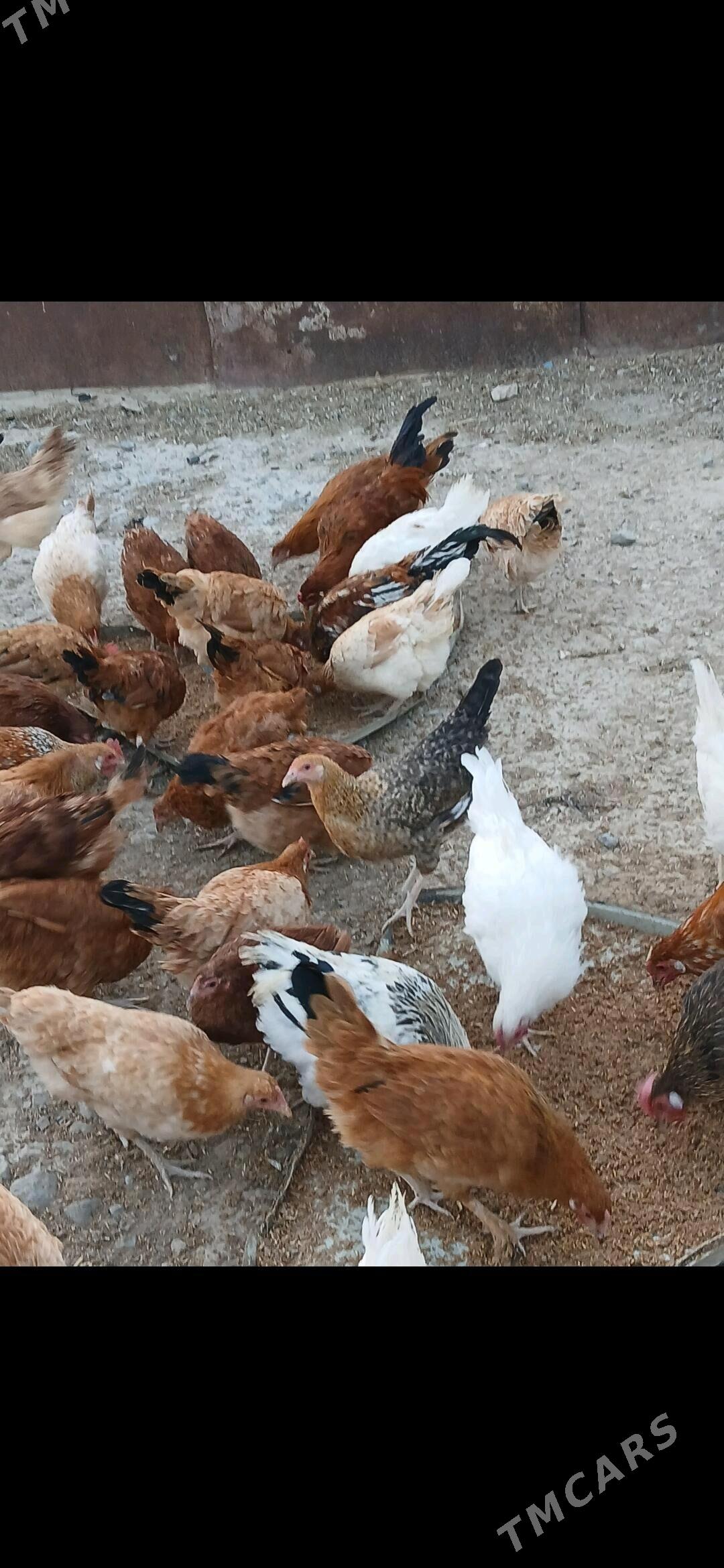 9 Aylyk Towuklar - Gyzylarbat - img 2