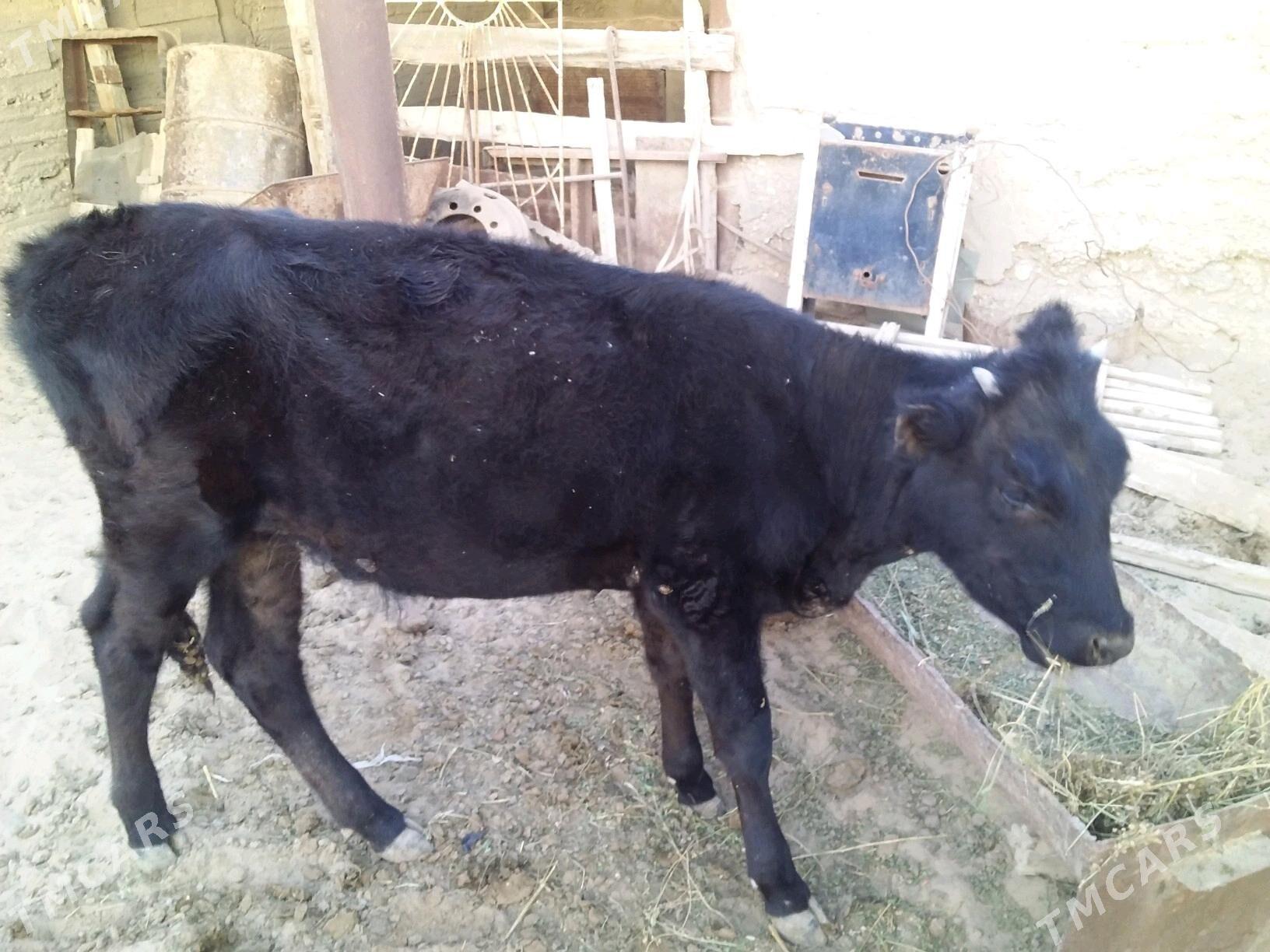 Sygyr - Esenguly - img 1