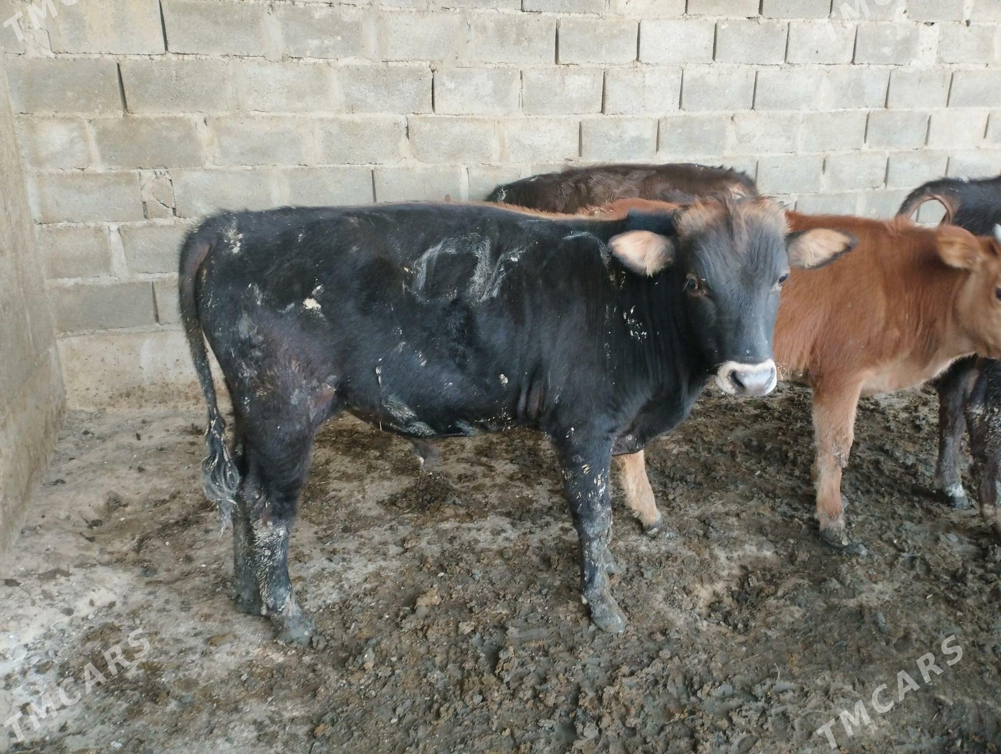 ökuzce - Этрек - img 4