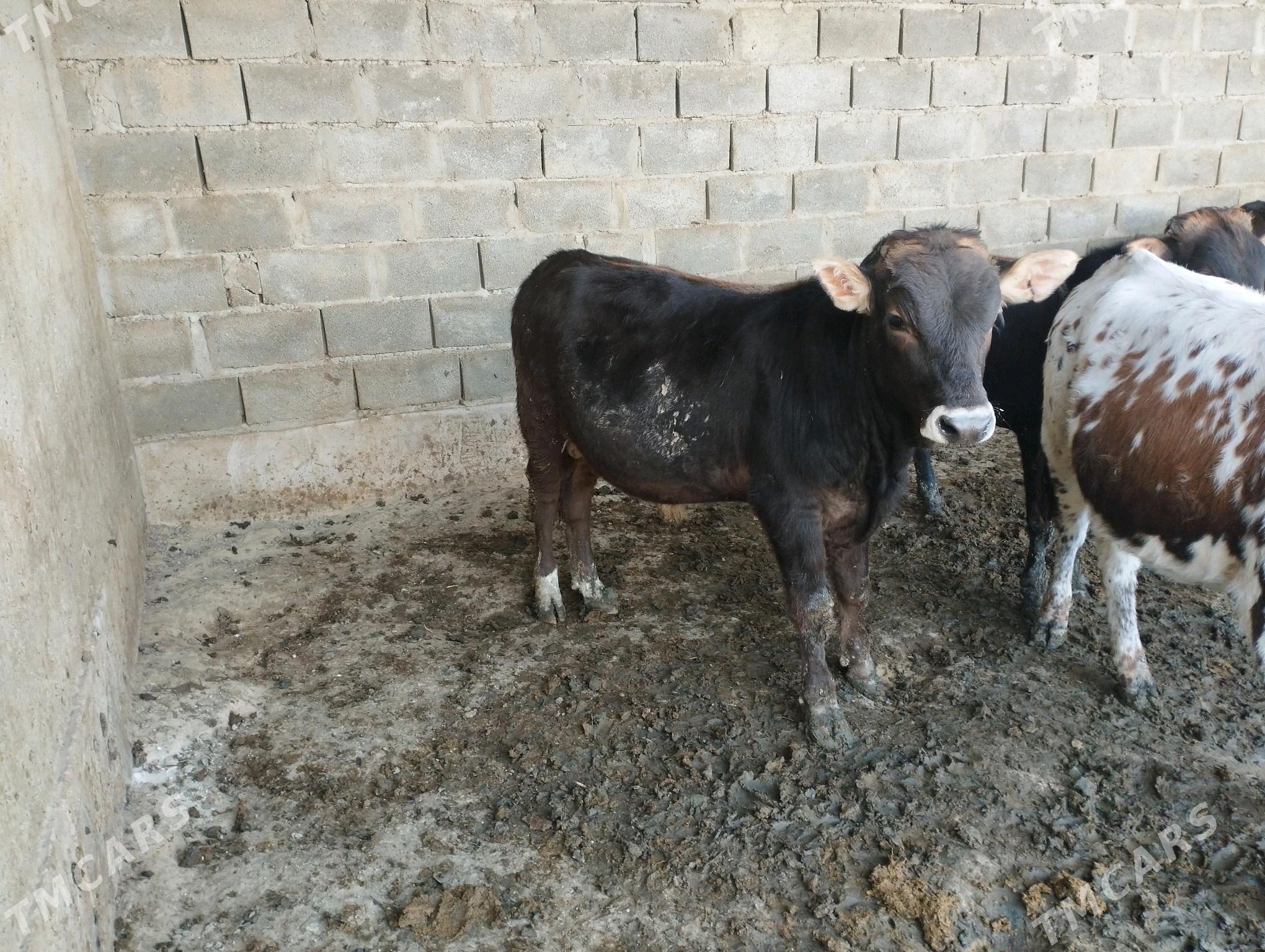 ökuzce - Этрек - img 1