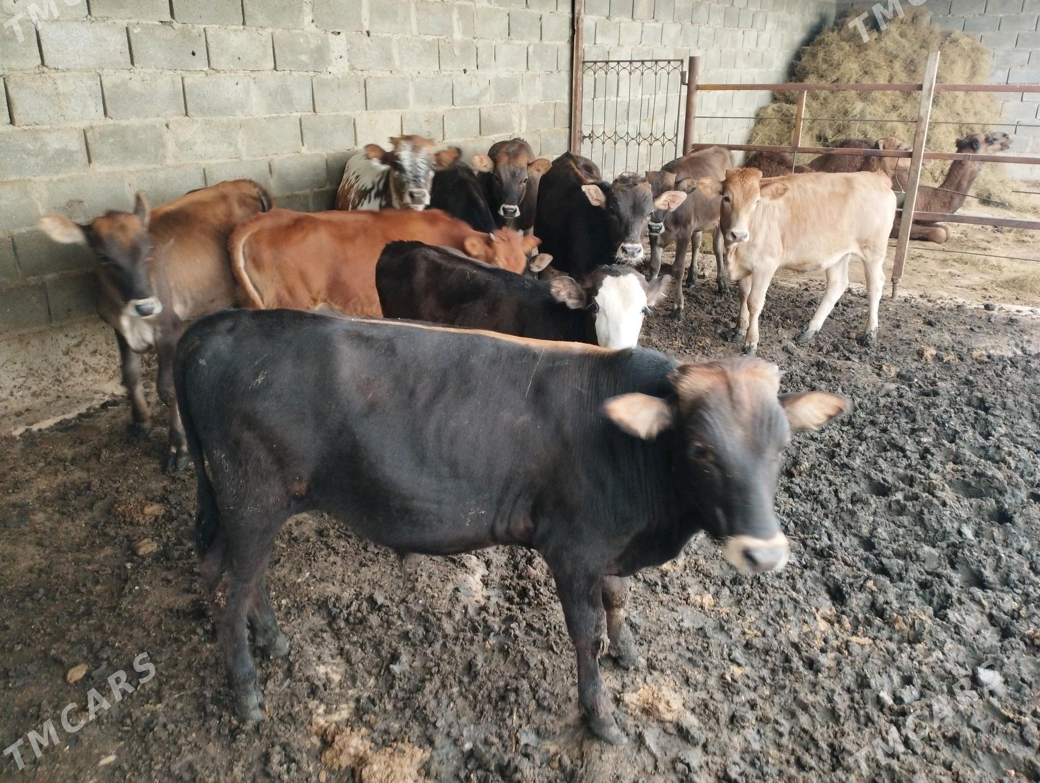 ökuzce - Этрек - img 5