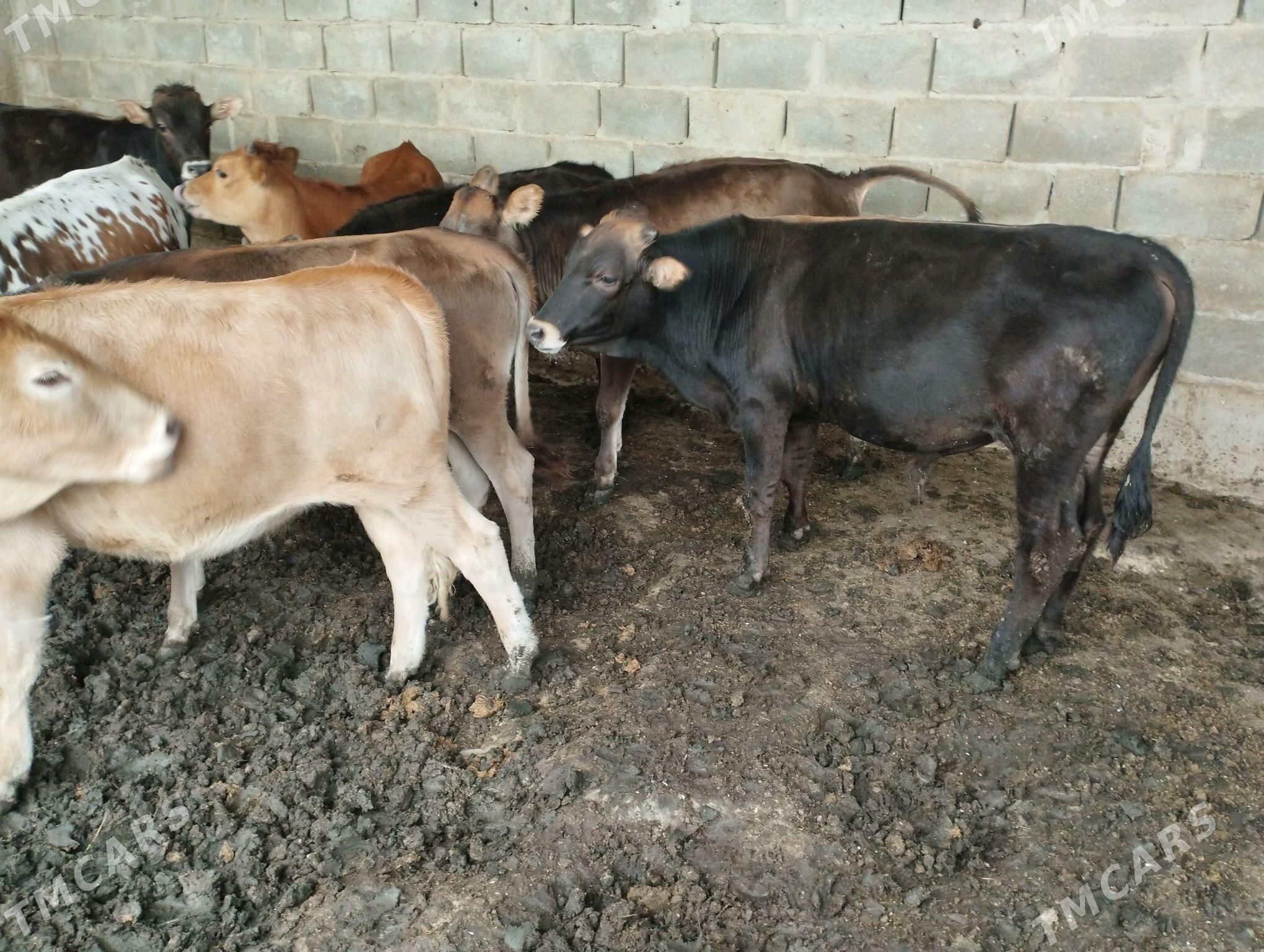 ökuzce - Этрек - img 6