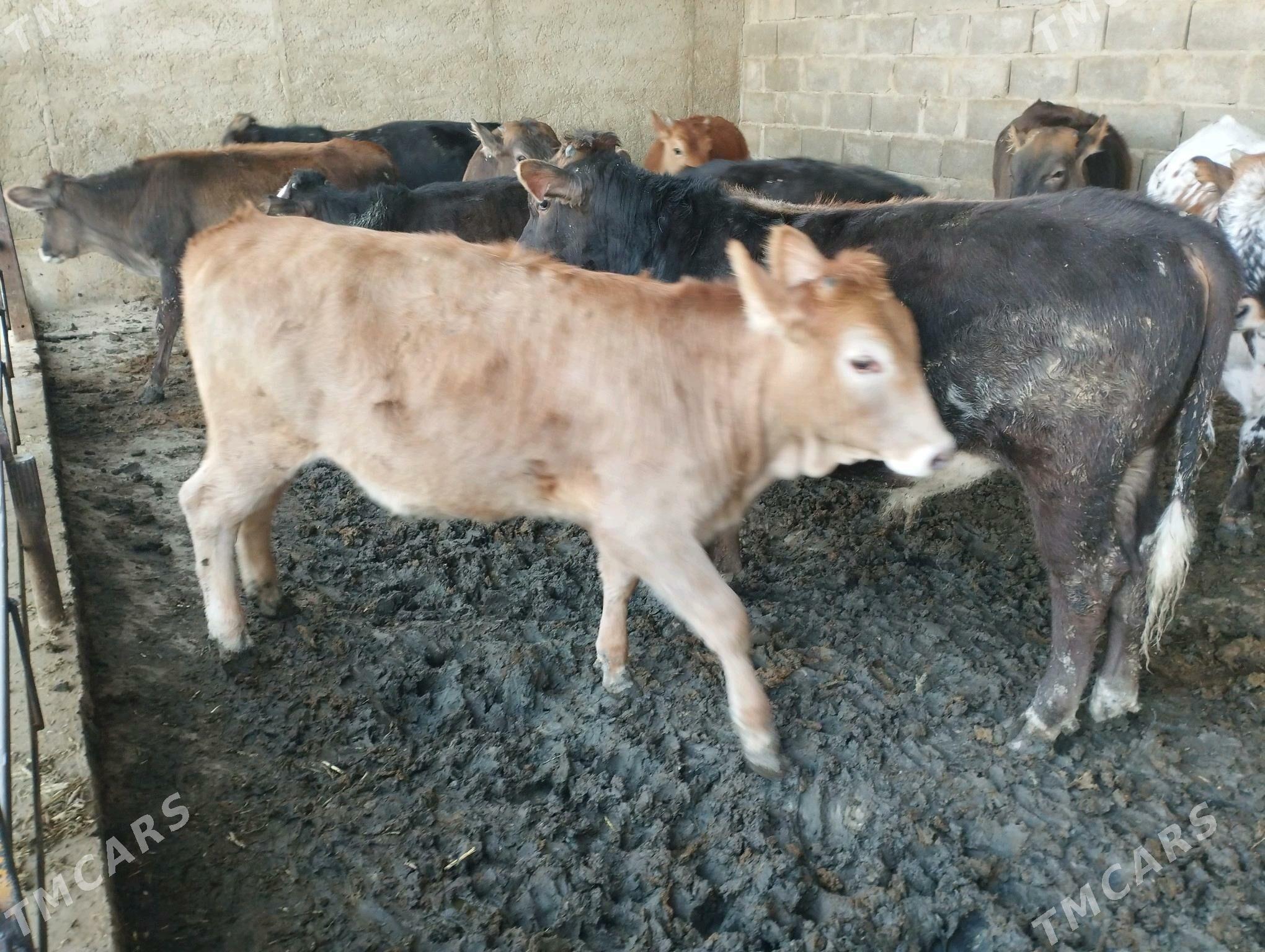 ökuzce - Этрек - img 2