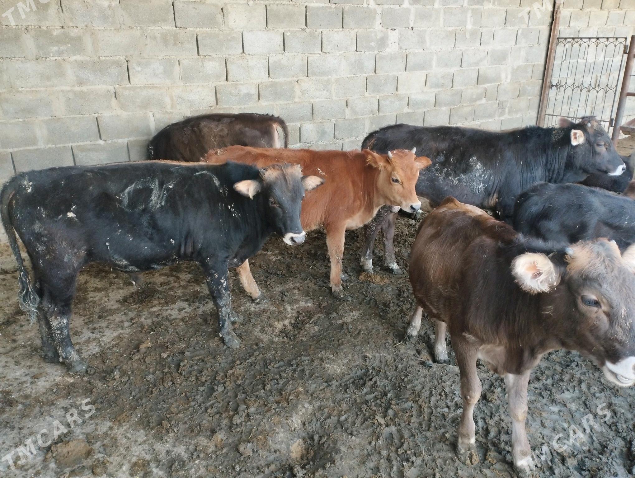 ökuzce - Этрек - img 3