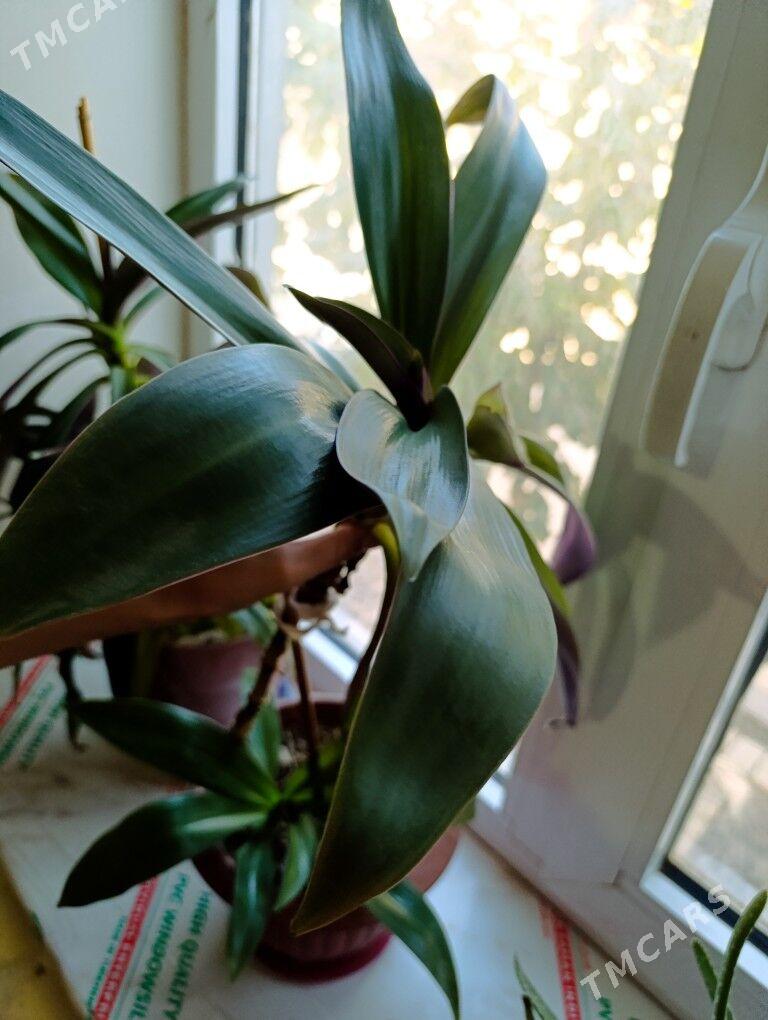 otag gulleri - Mary - img 1