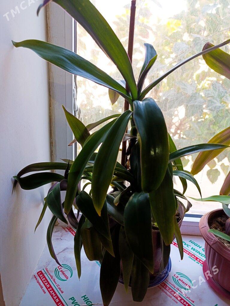 otag gulleri - Mary - img 2