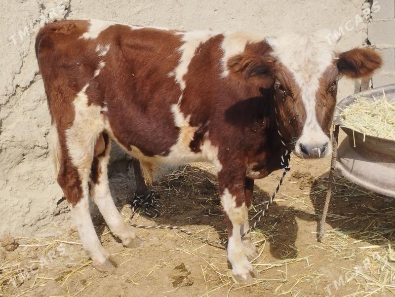 öküz - Бахарден - img 4