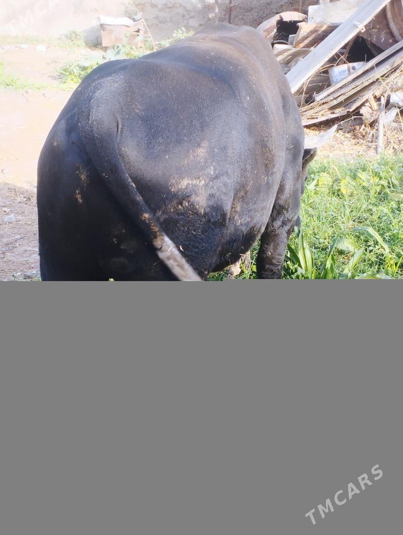 öküz - Бахарден - img 2