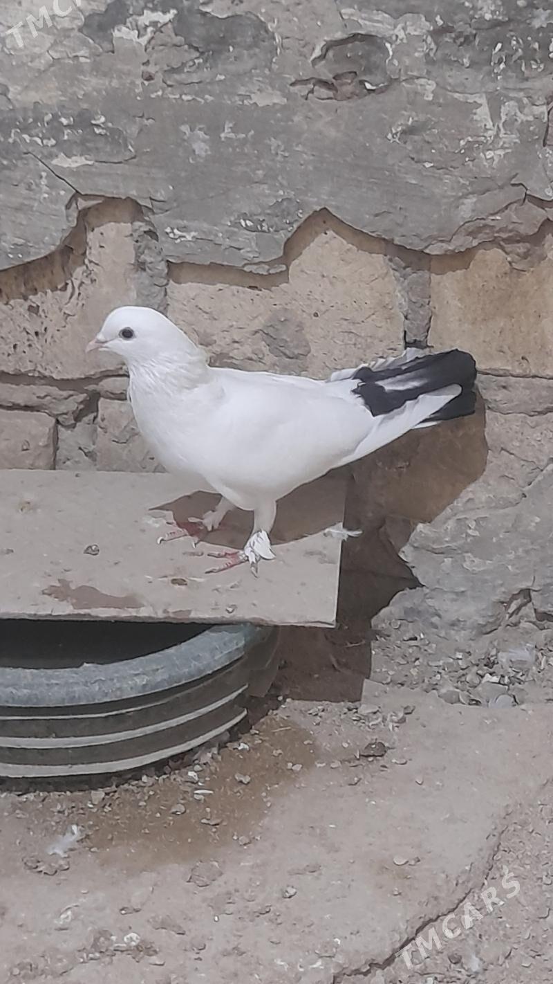 kepderi erkek guş 16 guruk - Балканабат - img 4