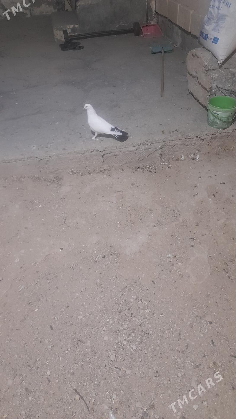 kepderi erkek guş 16 guruk - Balkanabat - img 1